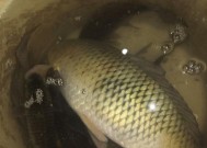 浙江春季野钓鲫鱼的技巧（春季鲫鱼钓法揭秘）