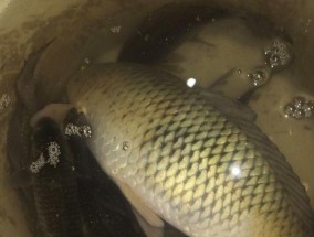 浙江春季野钓鲫鱼的技巧（春季鲫鱼钓法揭秘）