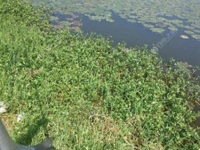 骆马湖钓鱼技巧大全（掌握钓鱼技巧）