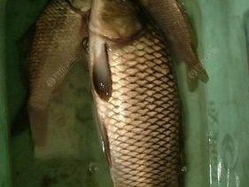 野外下午钓鲤鱼的技巧（掌握这一关键）