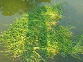 探秘小浪底野钓草窝的技巧（深入了解小浪底野钓草窝的钓技要点）