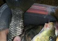 冬天水库夜钓鲫鱼技巧有哪些？如何提高钓鲫鱼的成功率？