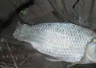 冬天死水野钓鲫鱼技巧是什么？如何提高冬季野钓鲫鱼的成功率？