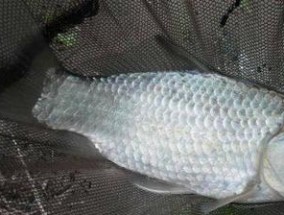 冬天死水野钓鲫鱼技巧是什么？如何提高冬季野钓鲫鱼的成功率？