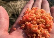 如何掌握钓鱼绝密配方技巧？这些技巧能提高你的钓鱼成功率吗？