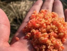 如何掌握钓鱼绝密配方技巧？这些技巧能提高你的钓鱼成功率吗？
