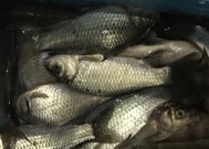 独孤钓夫野钓鲤鱼技巧有哪些？如何提高野钓鲤鱼的成功率？
