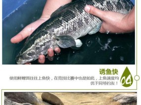 串钩挂螺肉钓鱼技巧有哪些？如何提高钓鱼成功率？