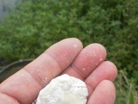 高手钓鱼挂蚯蚓技巧（技巧揭秘及实用建议）