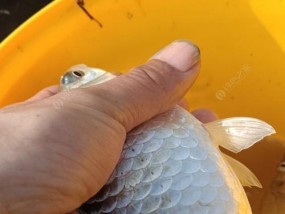 温差大钓鱼技巧（提高成功率的关键是温度变化）