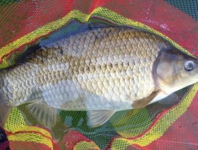 俄罗斯钓野生大鲫鱼的技巧与经验（深入挖掘大鲫鱼钓法）