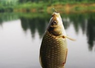 冬天野钓鲫鱼最佳调漂技巧是什么？如何提高钓鲫鱼的效率？