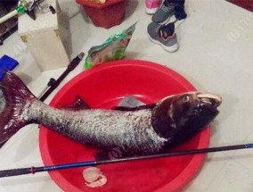 钓鲢鳙的技巧与窍门（以72米竿抛钓鲢鳙，关键技巧大揭秘）