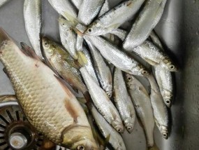 大暑天钓鱼技巧有哪些？如何提高钓获率？