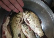 冬天夜钓鲫鱼拉饵技巧有哪些？如何提高钓获率？