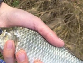 岸筏钓鲫鱼技巧法有哪些？如何提高岸筏钓鲫鱼的成功率？