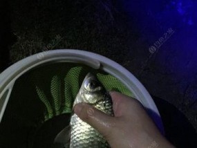 冬季夜钓鲫鱼的技巧（寒冷季节下，成功夜钓鲫鱼的窍门）