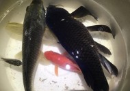 鲤鱼垂钓技巧解密（钓鲤鱼的绝佳技巧）