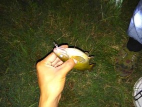 夜间钓黄辣丁的技巧与经验（打造专业的夜钓黄辣丁技巧）
