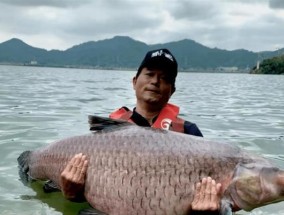 如何提高垂钓大青的成功率？垂钓大青时常见的问题有哪些？