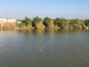 夏末高温垂钓鲤鱼的技巧（战胜高温）