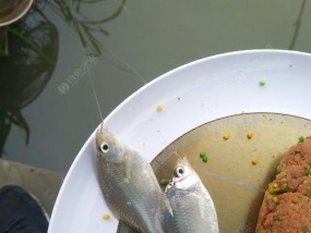 冬季野钓自然水域鲫鲤调漂技巧（钓友必读）