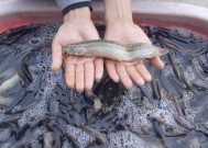 海竿泥鳅钓鱼技巧有哪些？如何提高钓获率？