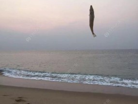 岸边钓海鱼技巧有哪些？如何提高钓海鱼的成功率？