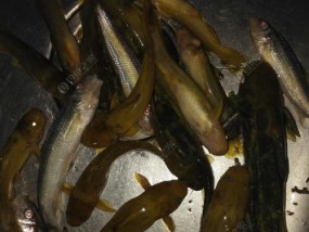 如何提高垂钓滑口鱼的成功率？掌握这4个小技巧轻松上钩！