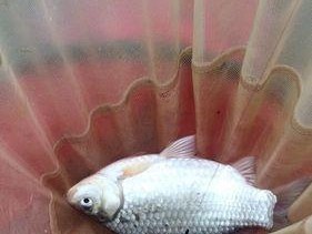 如何快速掌握钓鱼拉饵技巧？简单教程助你成为钓鱼高手？