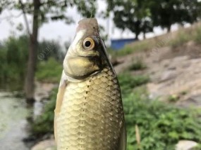 避风塘钓鱼方法和技巧有哪些？如何提高钓鱼效率？
