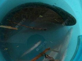 捕捉野生乌龟的技巧与方法（掌握乌龟捕捉技巧，保护自然资源）