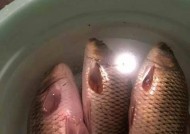 深秋野钓鲤鱼草鱼技巧（掌握钓技轻松钓到满满收获）