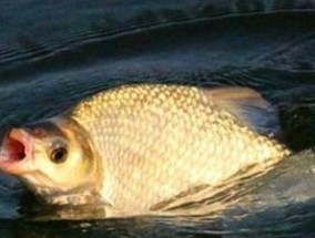 钓鱼技巧怎么钓鳊鱼？鳊鱼的习性与最佳钓法是什么？