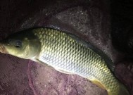 冬节夜钓鲤鱼技巧有哪些？如何提高夜钓鲤鱼的成功率？