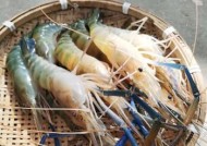 冬天活虾钓鱼技巧有哪些？如何提高冬季钓鱼成功率？