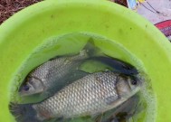 野生鲫鱼垂钓技巧大揭秘（提高钓鲫鱼成功率的关键技巧）