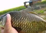 冬天河里野钓鲫鱼技巧及方法是什么？如何提高钓鲫鱼的成功率？