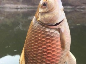 短嘴鱼钓鱼技巧大揭秘（解锁短嘴鱼钓鱼绝技）