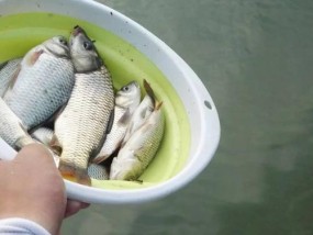 单钩钓鱼挂饵技巧有哪些？如何提高钓鱼成功率？