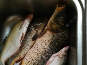 冬钓鲫鱼有哪些技巧？垂钓大师如何应对冬季钓鱼挑战？