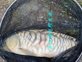 提高涨水野钓鲤鱼技巧与方法（全面掌握野钓鲤鱼的技术与策略）