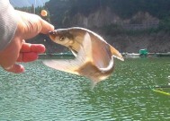 钓鱼技巧怎样挂饵？挂饵的正确方法和技巧是什么？