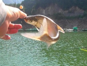 钓鱼技巧怎样挂饵？挂饵的正确方法和技巧是什么？