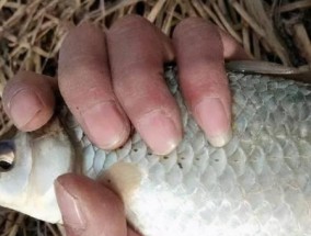 夏季野钓鲫鱼时应该使用哪些饵料？如何提高钓鱼技巧？