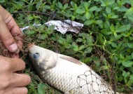 冬天钓鱼打窝有什么技巧？如何提高冬季钓鱼成功率？