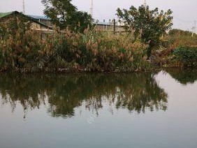 春天大河里钓鱼技巧是什么？如何提高钓鱼成功率？
