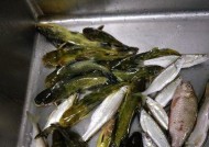 端午节期间夜钓技巧有哪些？如何提高夜钓成功率？