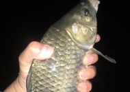 海鲈鱼夜钓技巧有哪些？如何提高夜钓海鲈鱼的成功率？