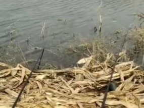 丁江河钓鱼技巧（揭秘丁江河钓鱼技巧，助你成为钓鱼高手）